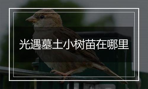 光遇墓土小树苗在哪里