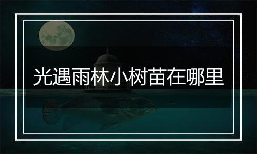 光遇雨林小树苗在哪里