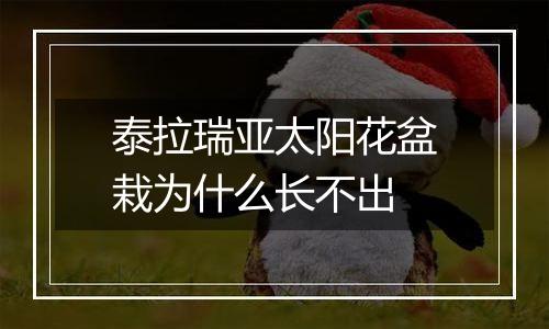 泰拉瑞亚太阳花盆栽为什么长不出
