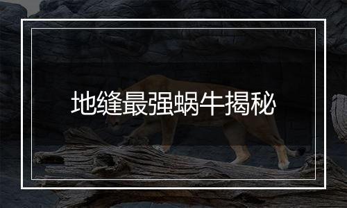 地缝最强蜗牛揭秘
